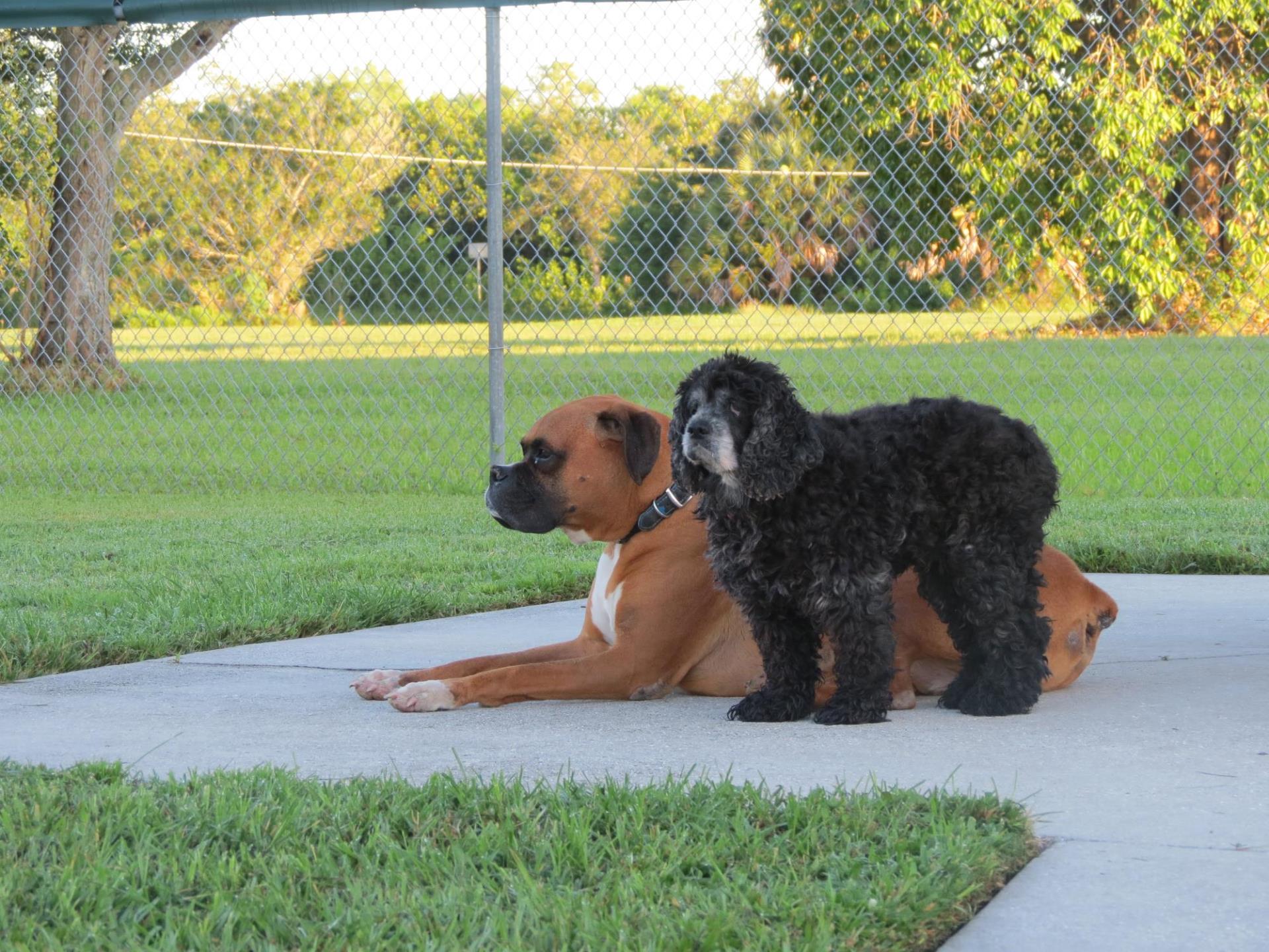 Hounds on Henry Dog Park