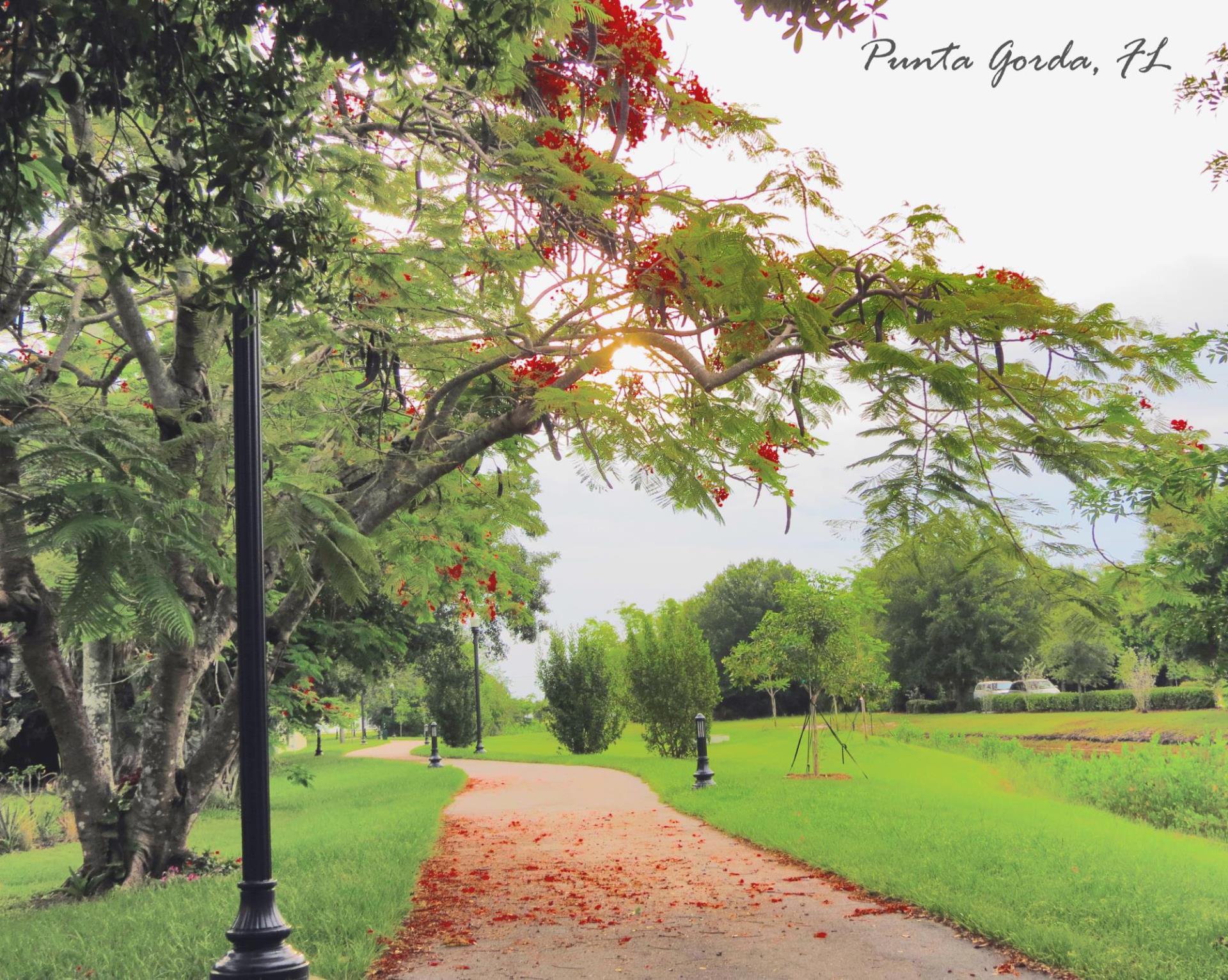 pathway covered with petals from nearby tree flowers 