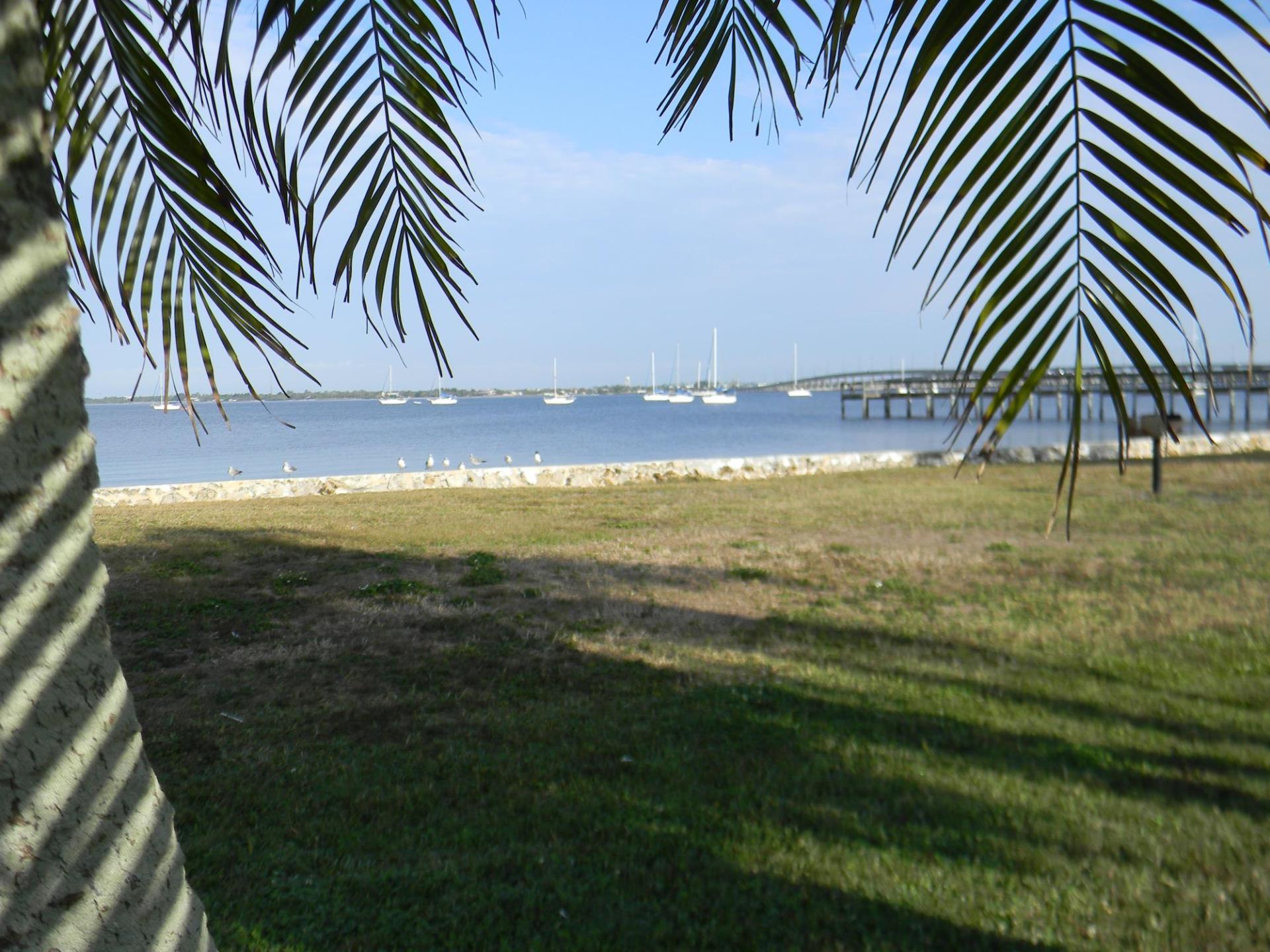 Tree along harbor at Gilchrest Park