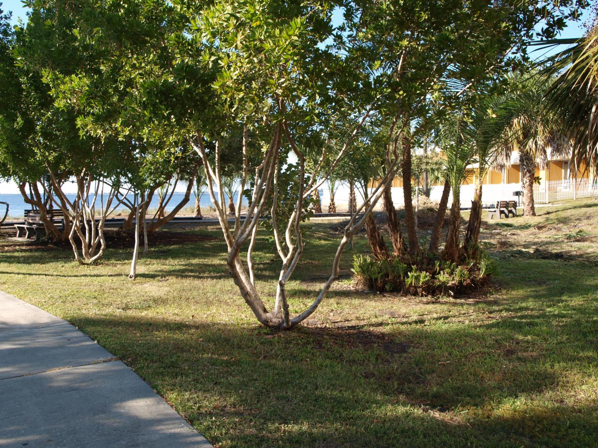 along the harbor trees