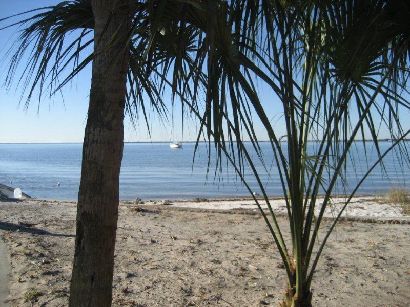 trees and sandy beach along water 