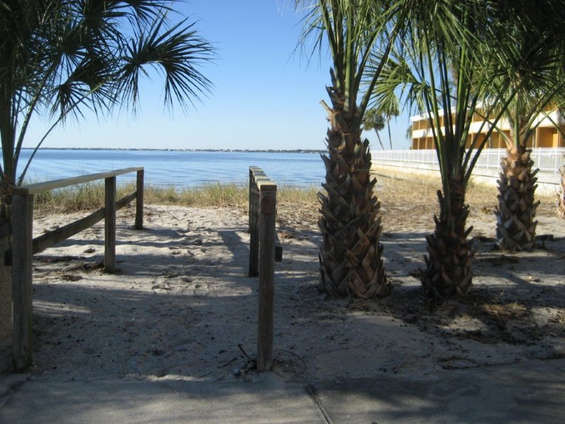 sand and palm trees along the water 