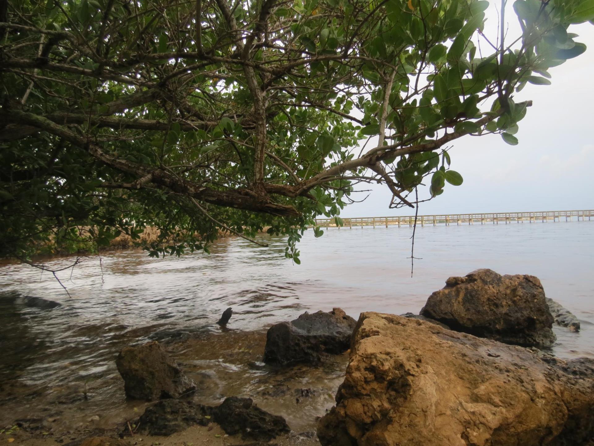 water along rocks on gilchrist beach with tree overlooking