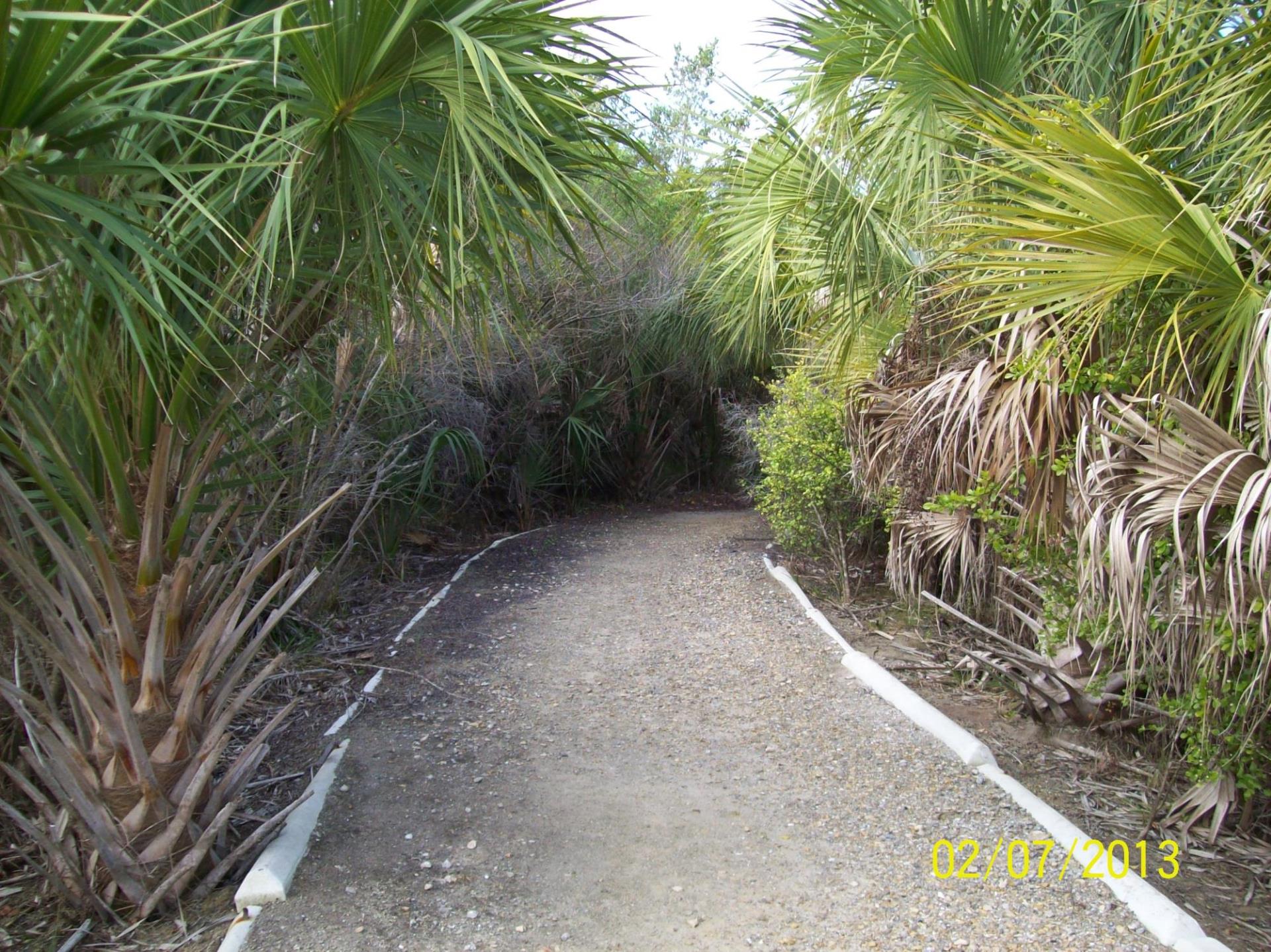 picture of pathway in nature park with surrounding trees