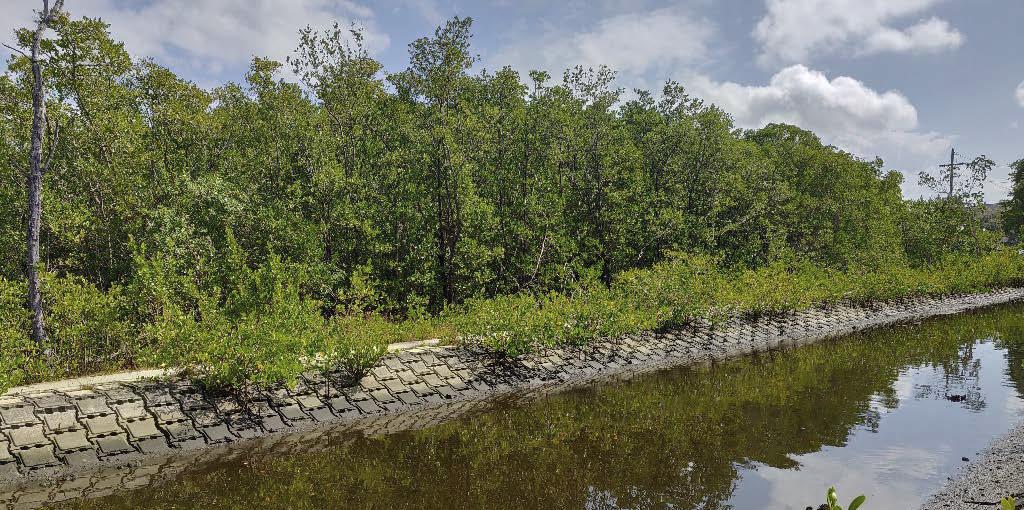 Mangroves at Harborwalk