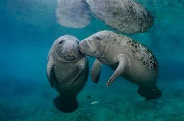 manatee2